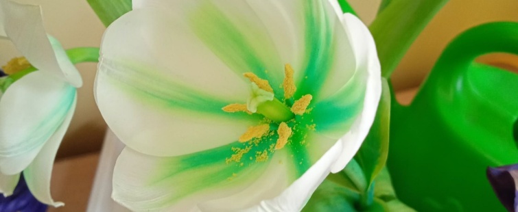Powiększ obraz: Zabawa badawcza - kolorowe tulipany